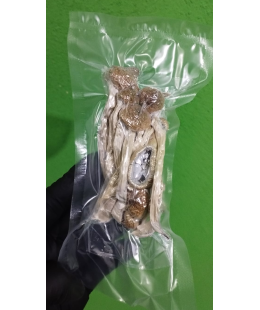Cogumelos Mágicos Psilocybe Cubensis (Pacote com 1 grama) Desidratados 