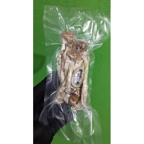 Cogumelos Mágicos Psilocybe Cubensis (Pacote com 5 gramas) Desidratados 