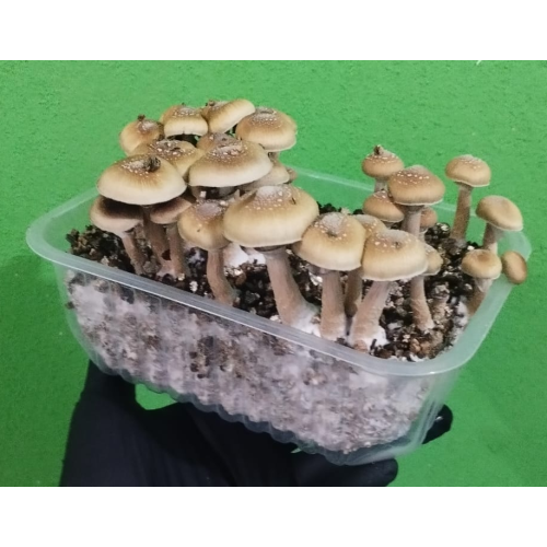 Cogumelos Mágicos Psilocybe Cubensis (Pacote com 5 gramas) Desidratados 