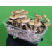 Cogumelos Mágicos Psilocybe Cubensis (Pacote com 5 gramas) Desidratados 