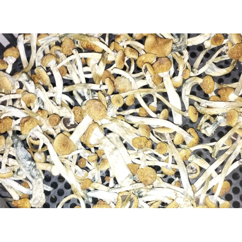 Cogumelos Mágicos Psilocybe Cubensis (Pacote com 5 gramas) Desidratados 