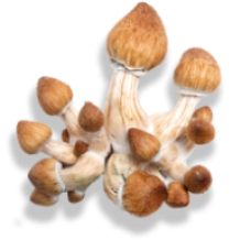 Psilocybe cubensis 3g 
