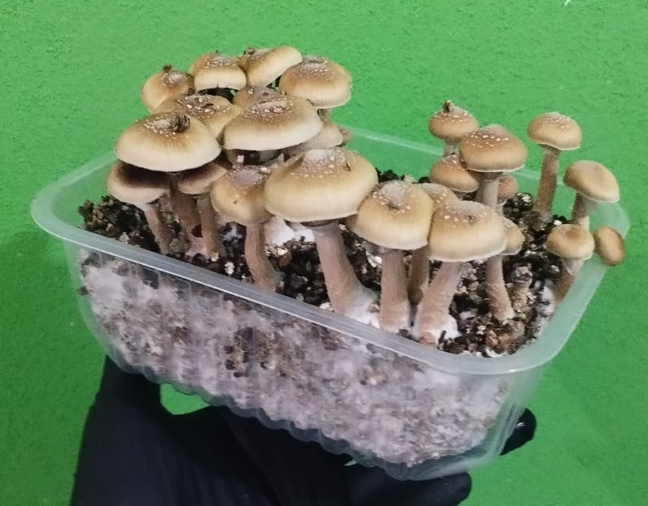 Comprar cogumelos magicos